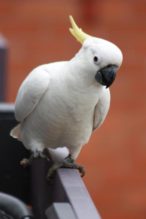 에일리비치 Unit 1 Sunbird On Lamond 빌라 외부 사진